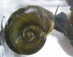 P. corneus. Фото 15