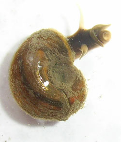 P. corneus. Фото 17