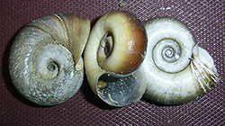 P. corneus. Фото 27