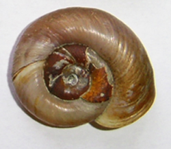 Planorbarius corneus (Linnaeus, 1758)