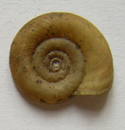 Planorbis planorbis (Linnaeus, 1758)
