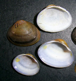 Sphaerium rivicola (Lamarck, 1818)
