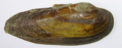 Молюск грудня серед прісноводних молюсків - Unio pictorum (Linnaeus, 1758) (2025 р.)