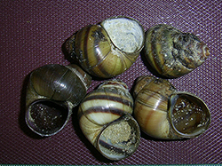 Молюск листопада серед прісноводних молюсків - Viviparus viviparus (Linnaeus, 1758) (2025 р.)