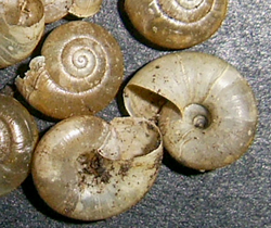 Aegopinella minor