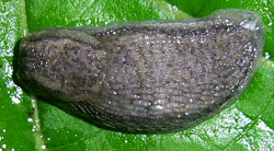 Arion circumscriptus Johnston, 1828