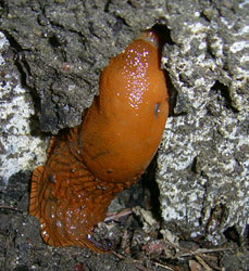 A. lusitanicus. Фото 26