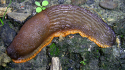 слизень (дорожный) испанский - Arion lusitanicus