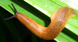 A. lusitanicus. Фото 10