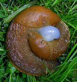 A. lusitanicus. Фото 14