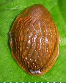A. lusitanicus. Фото 15