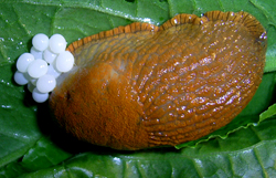 A. lusitanicus. Фото 18