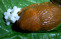 A. lusitanicus. Фото. 19