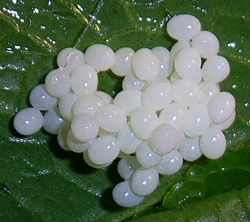 A. lusitanicus. Фото 20