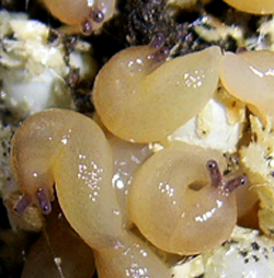 A. lusitanicus. Фото 22