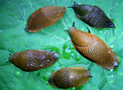 A. lusitanicus