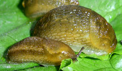 слизень дорожный рыжий - Arion subfuscus