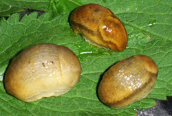 Arion subfuscus (Draparnaud, 1805)