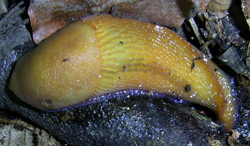 B. coerulans. Фотографія 16