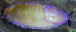 Слизняк (великий) синій - Bielzia coerulans (M.Bielz, 1851)
