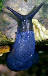 Слизняк синій - Bielzia coerulans (M.Bielz, 1851)