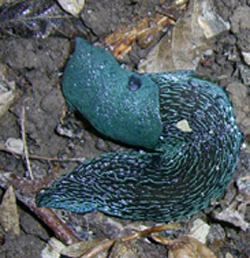 Слизняк синій - Bielzia coerulans