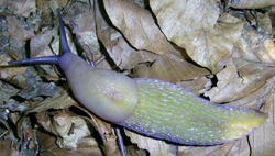 B. coerulans. Фото 11