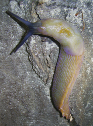 B. coerulans. Фотографія 14