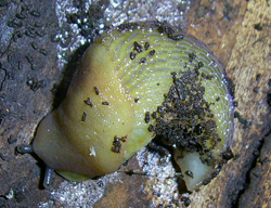 B. coerulans. Фотографія 15