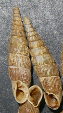 Bulgarica cana (Held, 1836)