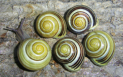 Cepaea hortensis. Фото 261