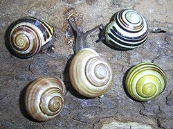 Cepaea hortensis. Фото 263