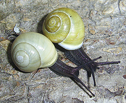 Cepaea hortensis. Фото 265