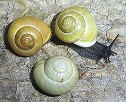 Cepaea hortensis. Фото 267