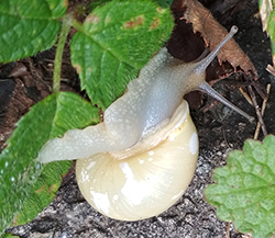 Cepaea hortensis. Фото 243