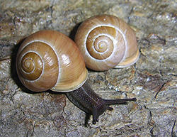 Cepaea hortensis. Фото 245