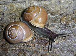 Cepaea hortensis. Фото 247