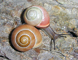 Cepaea hortensis. Фото 249