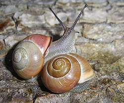 Cepaea hortensis. Фото 251