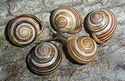 Cepaea hortensis. Фото 253