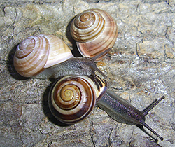 Cepaea hortensis. Фото 255