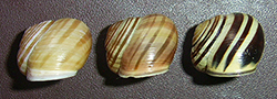 Cepaea hortensis. Фото 257