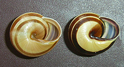 Cepaea hortensis. Фото 259