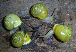 Cepaea hortensis. Фото 226