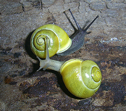 Cepaea hortensis. Фото 228