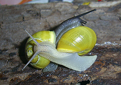 Cepaea hortensis. Фото 230