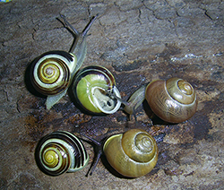 Cepaea hortensis. Фото 232