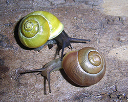 Cepaea hortensis. Фото 234