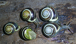 Cepaea hortensis. Фото 236