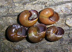 Cepaea hortensis. Фото 238